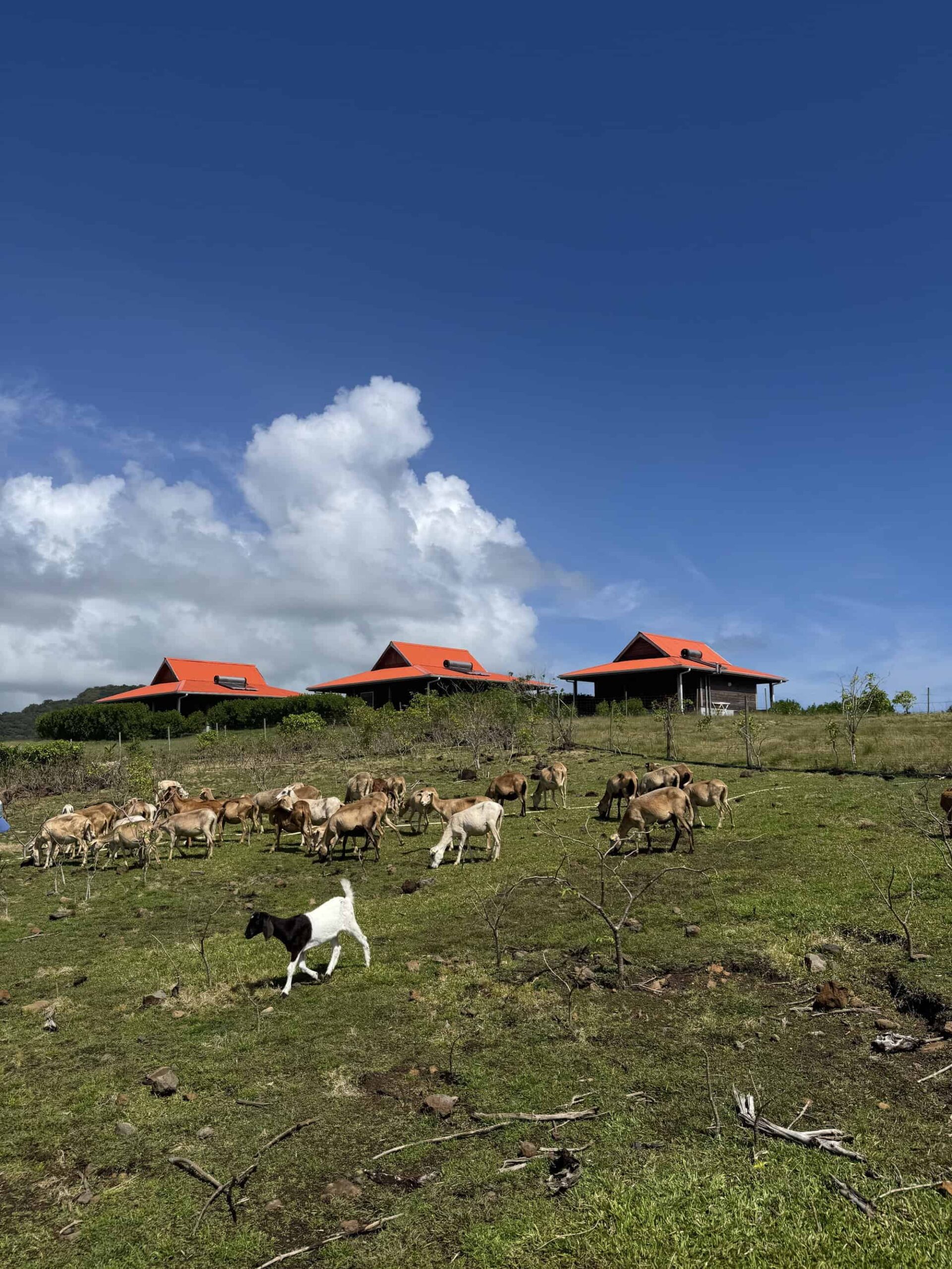 domaine de puyferrat 17 vue d'un champ avec des animaux de la ferme et en arrière plan 3 écolodges. Écolodges d’exception au cœur de la Martinique