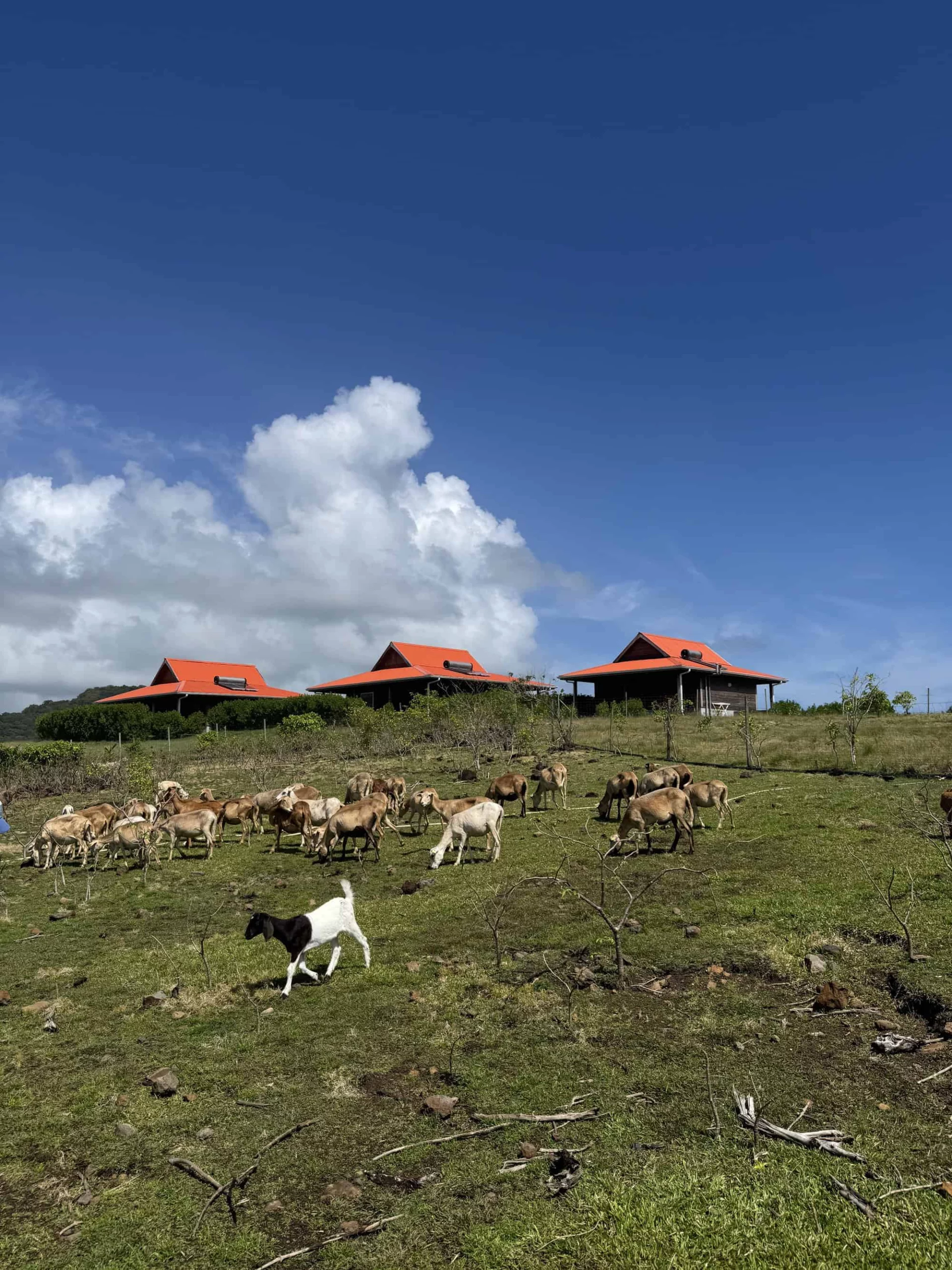 vue d'un champ avec des animaux de la ferme et en arrière plan 3 écolodges. Écolodges d’exception au cœur de la Martinique
