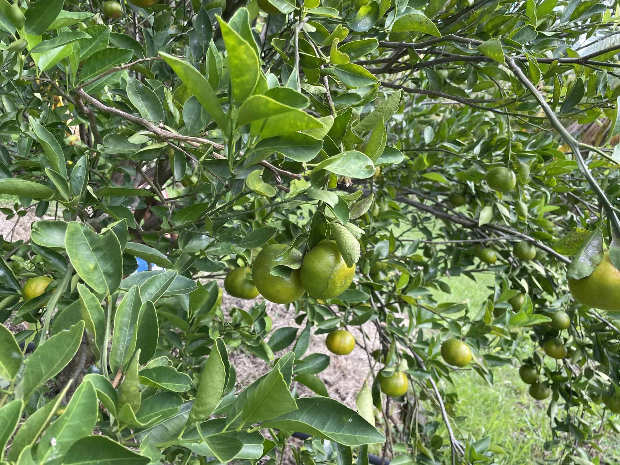 domaine de puyferrat 64 citronnier dans des Écolodges d’exception au cœur de la Martinique