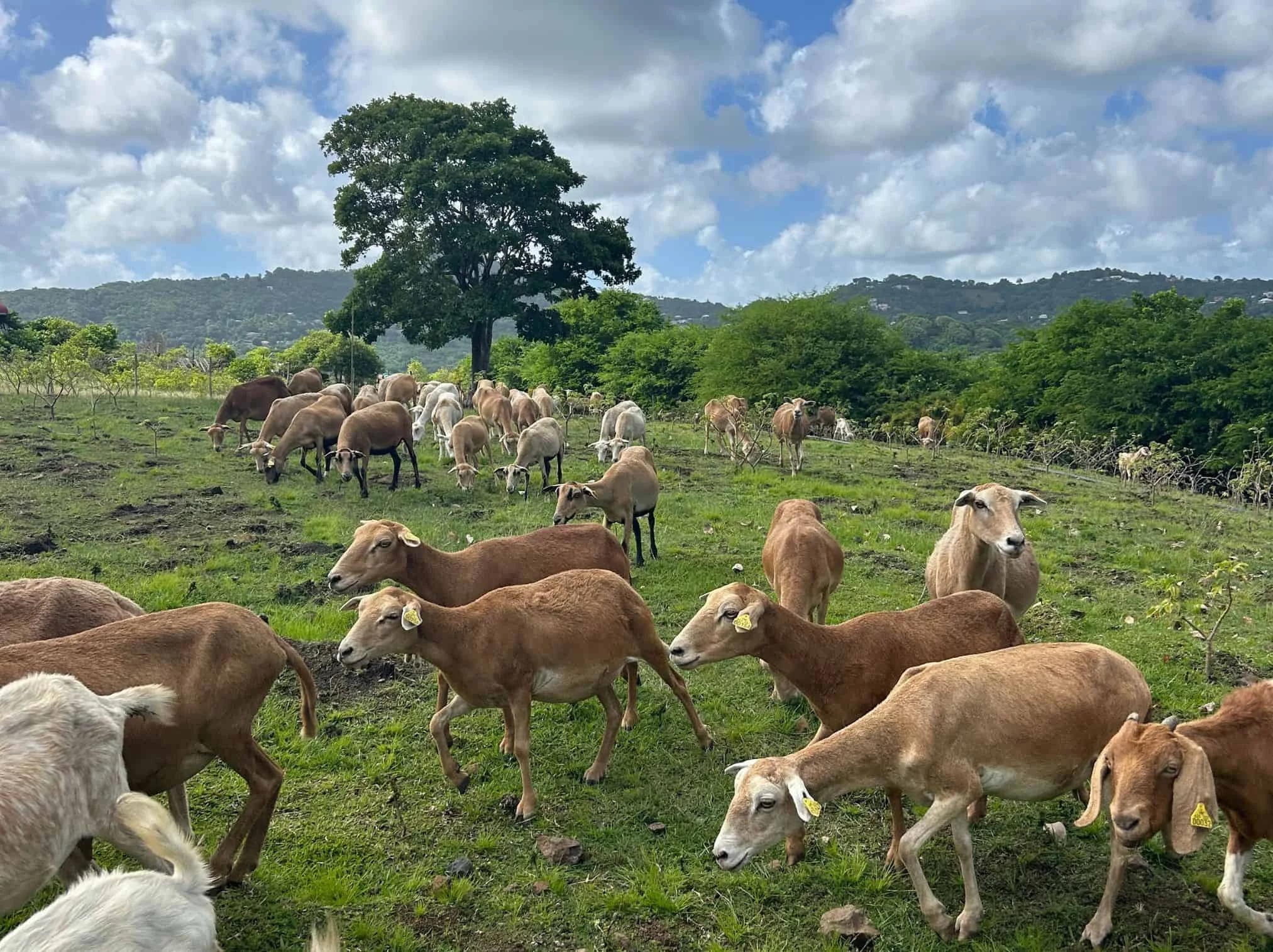 troupeau_de_moutons_et_de_chevres_broutant_dans_un_champ_verdoyant_avec_des_montagnes_en_arriere-plan_en_martinique